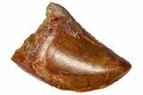 Serrated, Juvenile Carcharodontosaurus Tooth - Morocco #361046-1